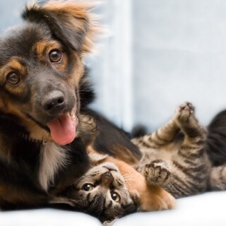 cats1_0495