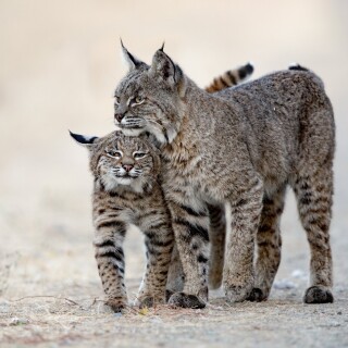 cats1_0502