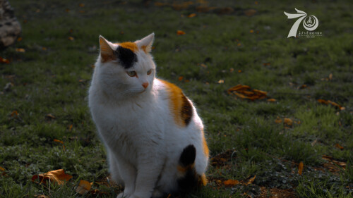 cats1_0504.jpg