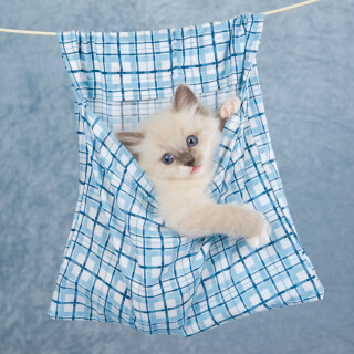 cats1_0512