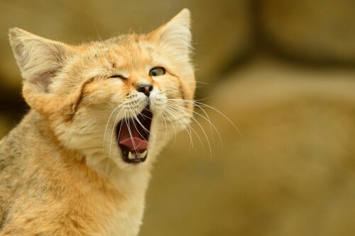 cats1_0514.jpg