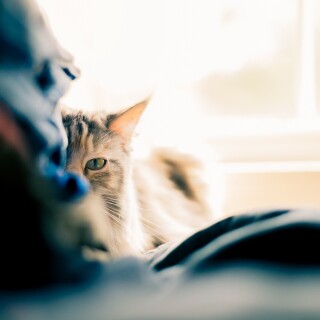 cats1_0516