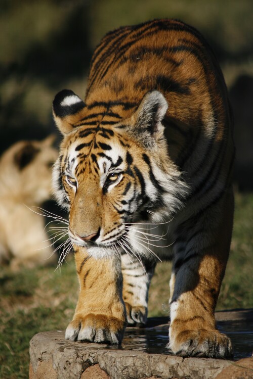 cats1_0528.jpg