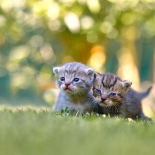 cats1_0539