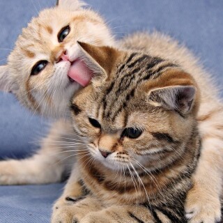 cats1_0554