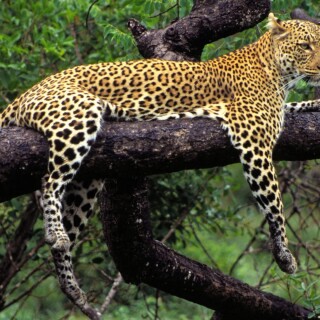 cats1_0561