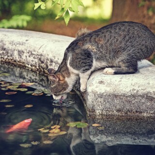 cats1_0563