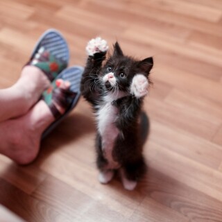 cats1_0564