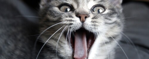cats1_0567.jpg