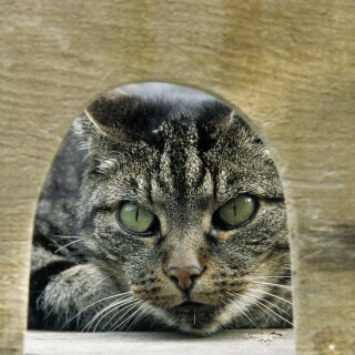 cats1_0568