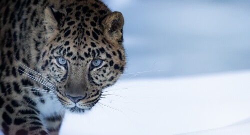 cats1_0573.jpg