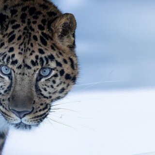 cats1_0573
