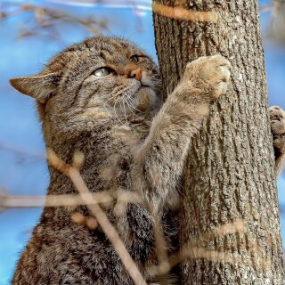 cats1_0577
