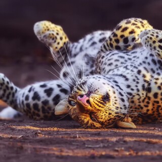 cats1_0579