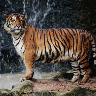 cats1_0581