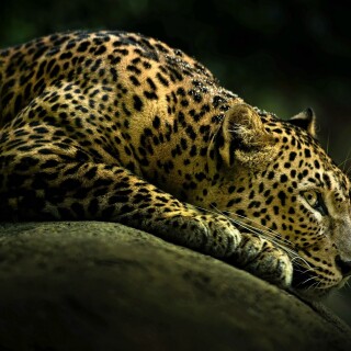 cats1_0585