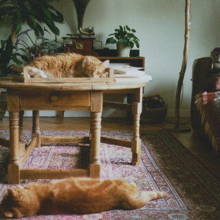 cats1_0592