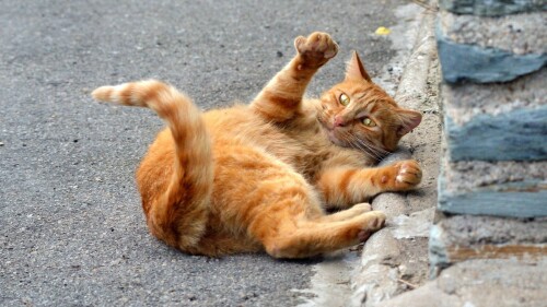 cats1_0595.jpg