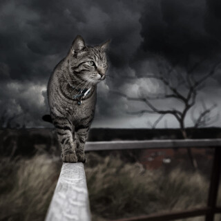 cats1_0604