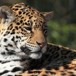 cats1_0610
