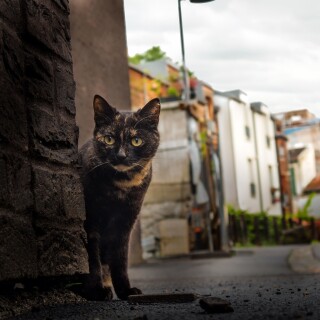 cats1_0615