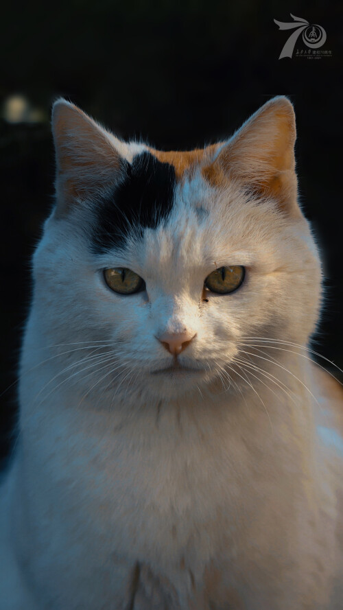 cats1_0617.jpg