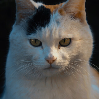cats1_0617