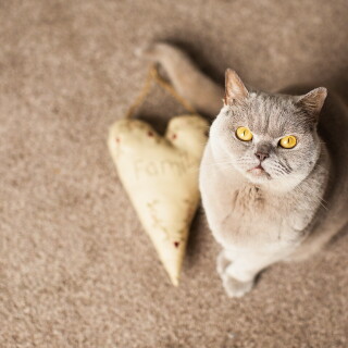 cats1_0620