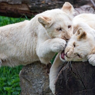 cats1_0623