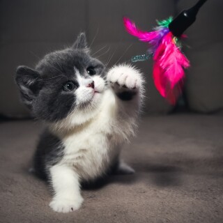 cats1_0624