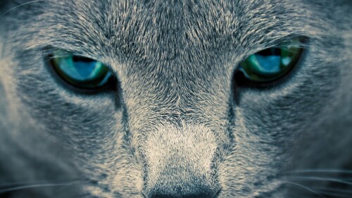 cats1_0626.jpg
