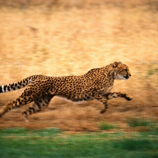 cats1_0635