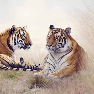 cats1_0636
