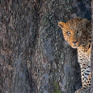 cats1_0638