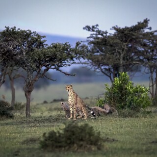 cats1_0640