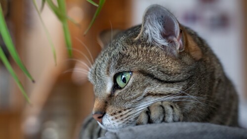 cats1_0644.jpg