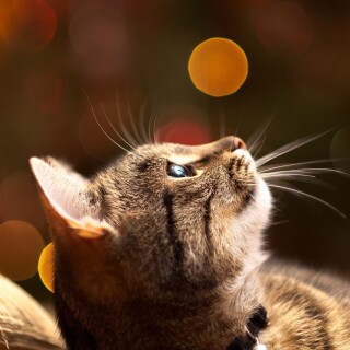 cats1_0652