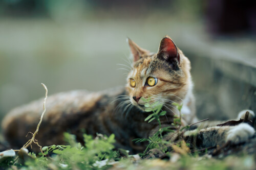 cats1_0655.jpg