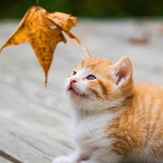 cats1_0656