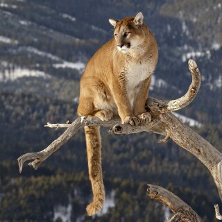 cats1_0675