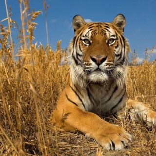 cats1_0683