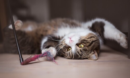 cats1_0684.jpg