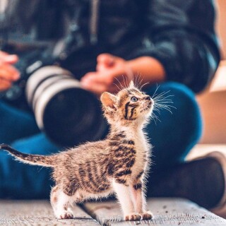 cats1_0695