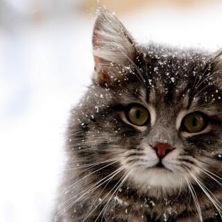 cats1_0700