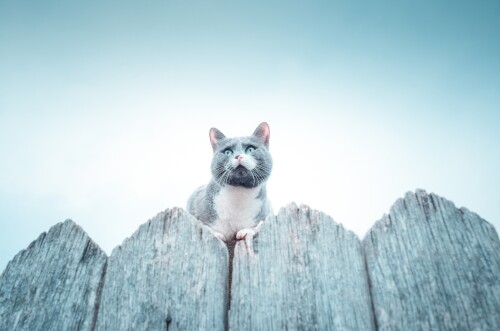 cats1_0713.jpg