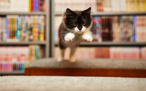 cats1_0721.jpg