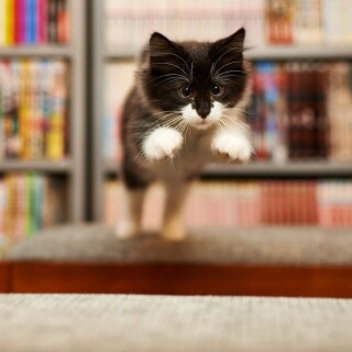 cats1_0721