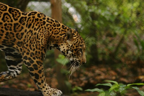 cats1_0722.jpg