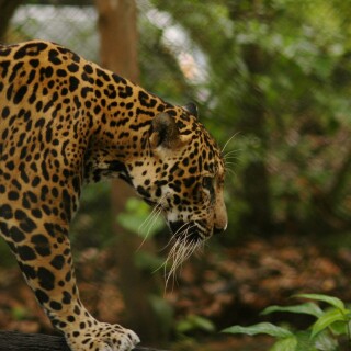 cats1_0722