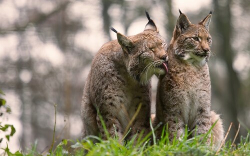 cats1_0729.jpg